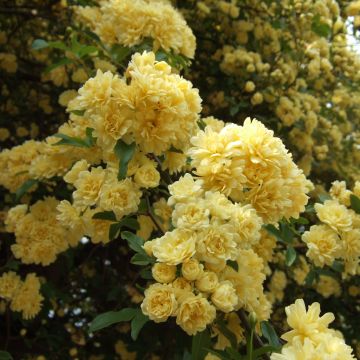 Rosier grimpant liane Banks Lutea