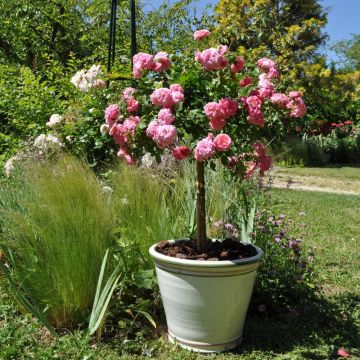 Rosier couvre-sol Knock Out en pot de 2L