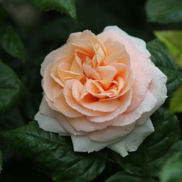 Rosier buisson ALTESSE ® Meisomage