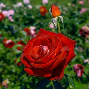 Rosier à grandes fleurs Poseidon®