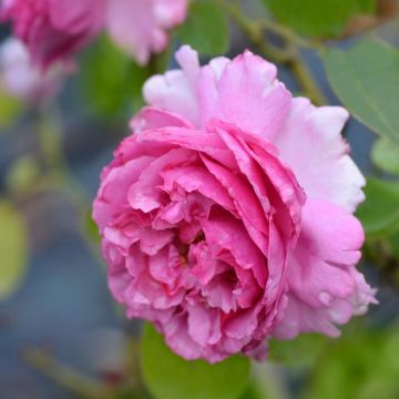 Rosier Grimpant YVES PIAGET ® Keitsupiatsu