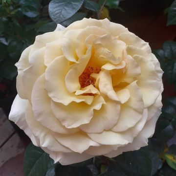 Rosier buisson Honey PERFUMELLA ® Meibuteen