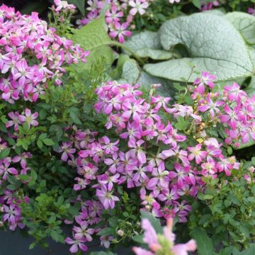 Rosier Fête des Mères - Rosa (x) polyantha