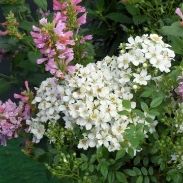 Rosier Fête des Mères - Rosa (x) polyantha