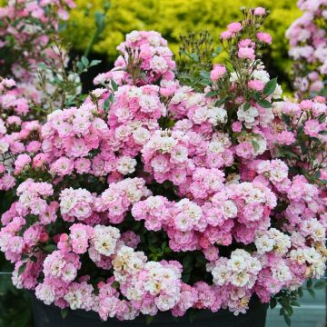 Rosier Fête des Mères - Rosa (x) polyantha