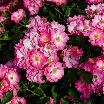 Rosier ancien Mozart - Rosa (x) moschata