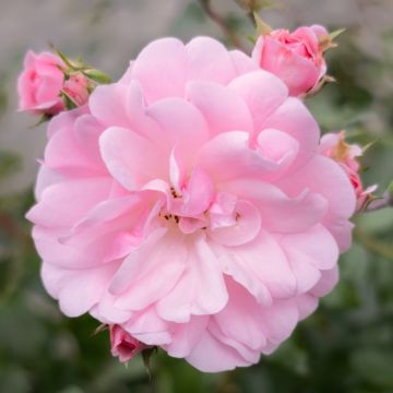 Rosier tige BONICA 82 ® Meidomonac