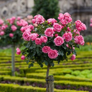 Rosier tige LEONARDO DA VINCI ® Meideauri, détail des fleurs