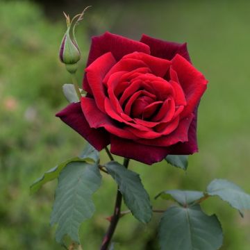 Rosier Jubilé Papa Meilland® sur tige