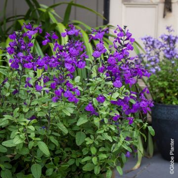 Sauge arbustive So Cool Pale Blue - Salvia microphylla