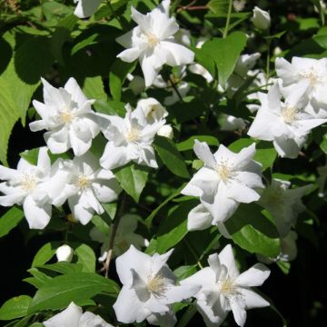 Seringat ou Philadelphus X 'Natchez'