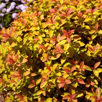 Spirée japonaise Zen'Spirit Caramel - Spiraea japonica