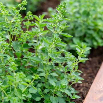 Thym de Provence BIO