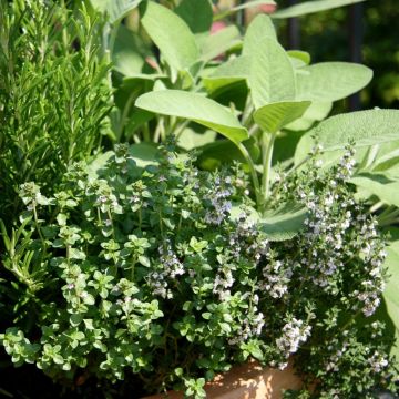 Thym officinal BIO pour potagers d'intérieur