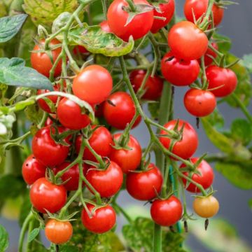 Tomate Cerise