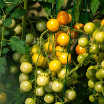 Tomate cerise jaune Cereza Amarilla BIO