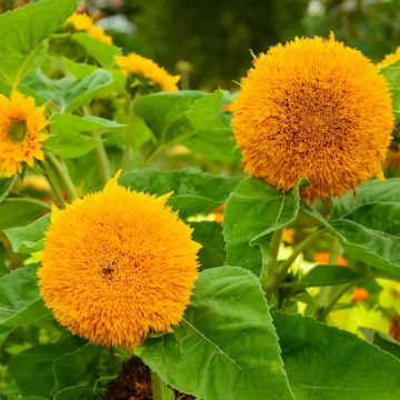 Tournesol double Géant de Californie