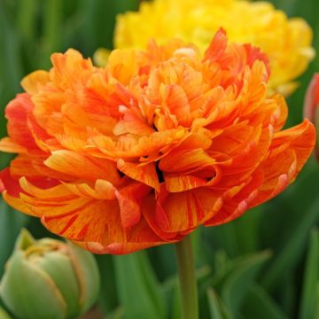 Tulipe double à fleurs de Pivoines Soleil Levant