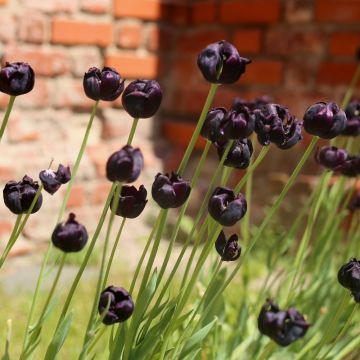 Tulipe Double Tardive Black Hero