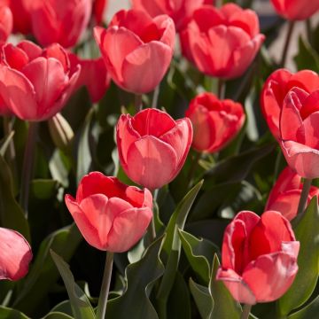 Tulipe Darwin Van Eijk