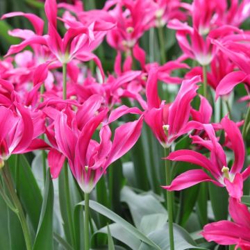 Tulipe  Viridiflora Dolls Minuet