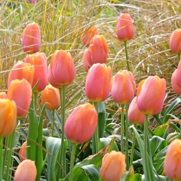 Tulipe Dordogne