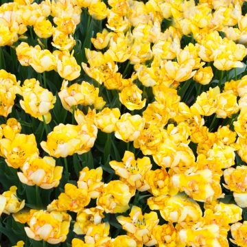 Tulipe double hâtive Aquila