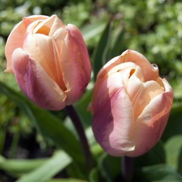 Tulipe Double La Belle Epoque