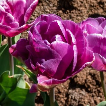 Tulipe Double Diamant Bleu