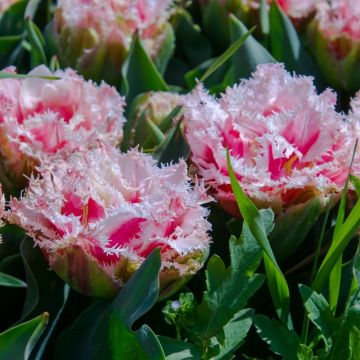 Tulipe Dentelle Double Queensland