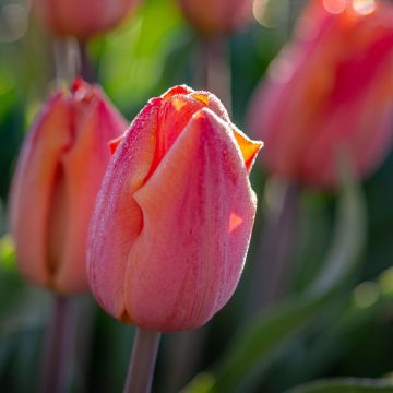 Tulipe Simple Hâtive Christmas Pearl