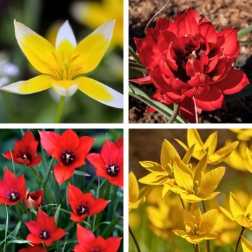 Tulipes naines mélange La Folie