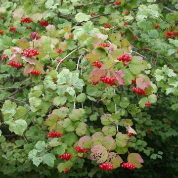 Viburnum Opulus