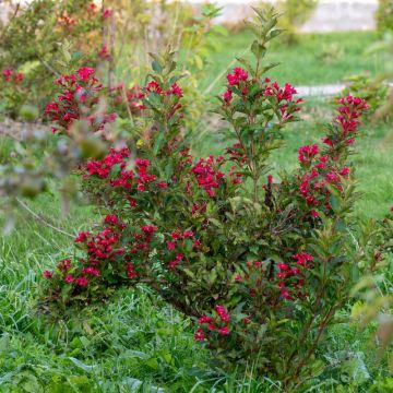 Weigelia NAIN ROUGE ® Courtanin