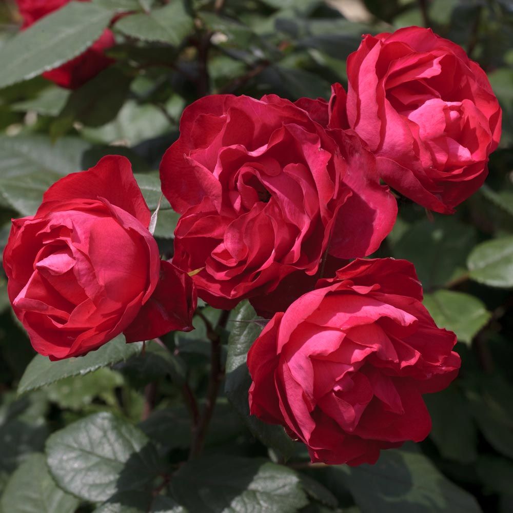 Rosier Demi-tige Cherry BONICA ® Meipeporia main product photo