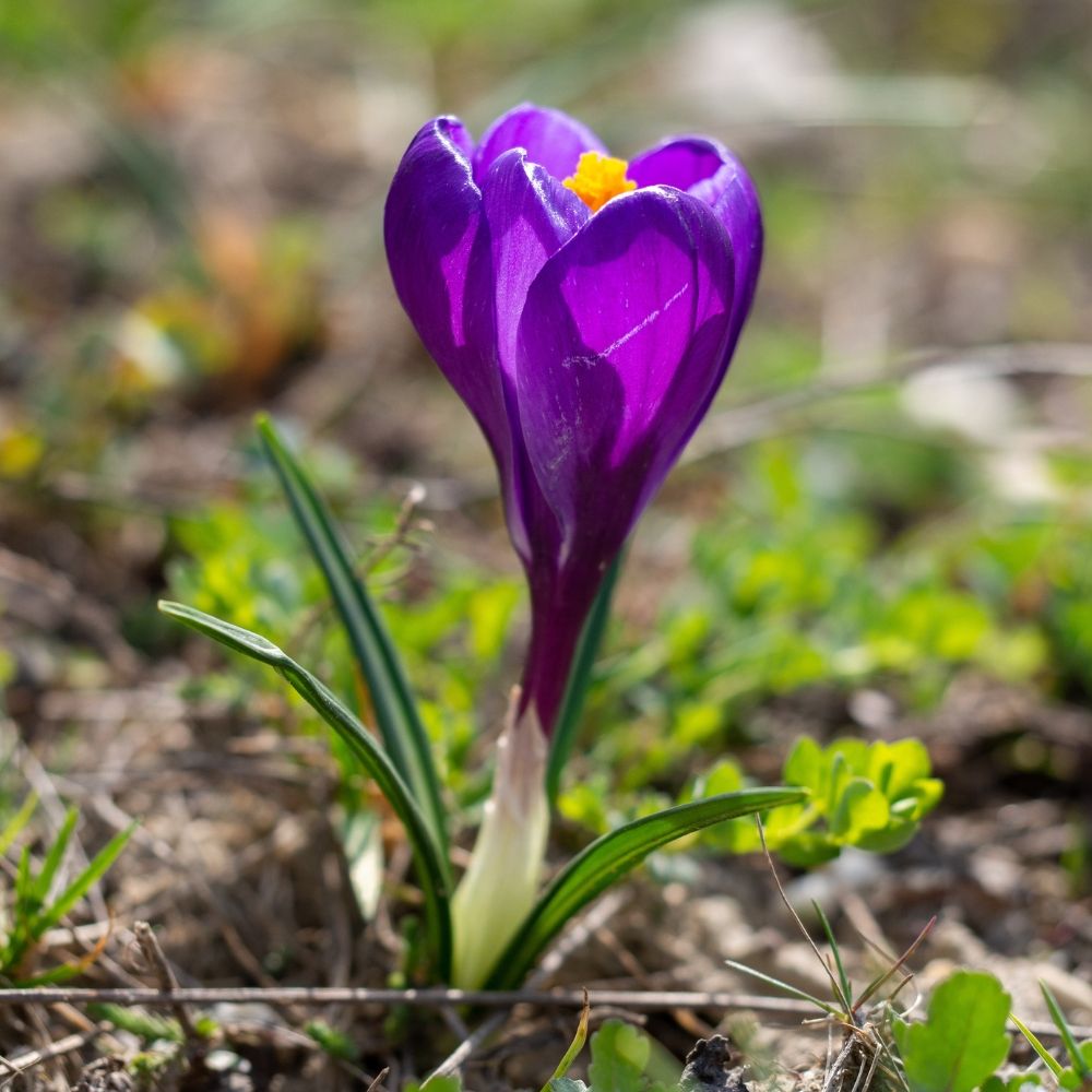 25 Crocus à grandes fleurs Flower Record main product photo