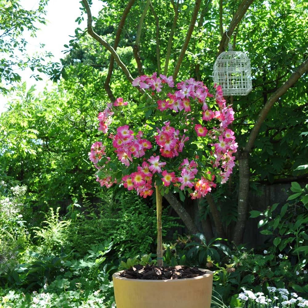Rosier paysager Pink DRIFT ® Meijocos main product photo