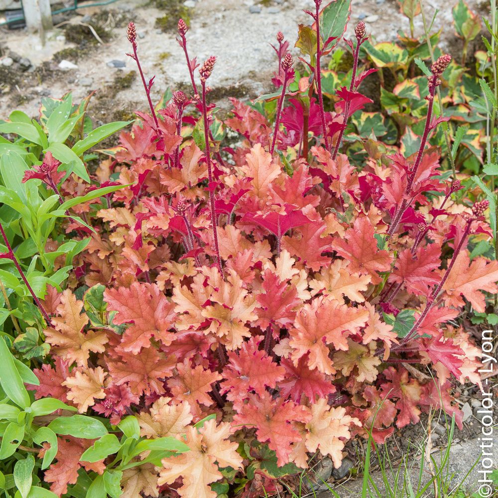 Heuchère MARMALADE ® main product photo
