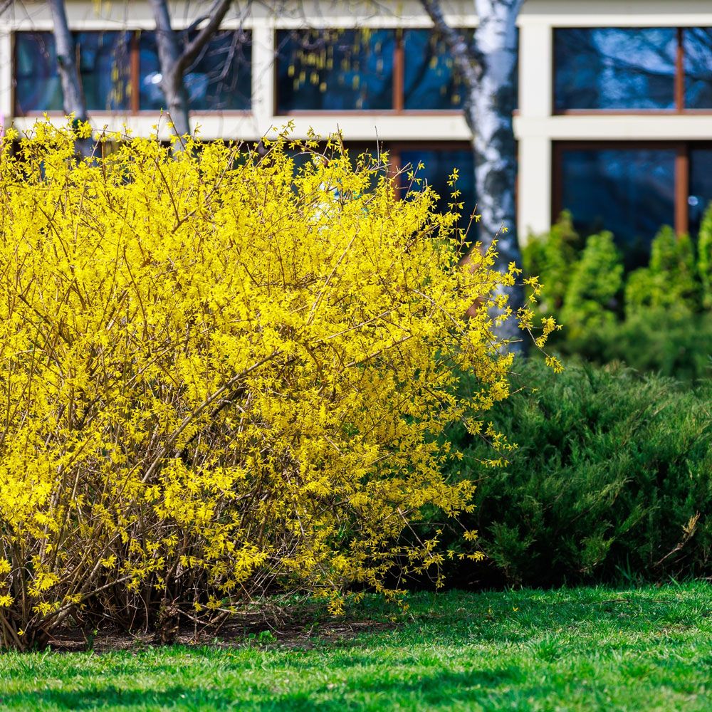 Forsythia WEEK-END ® Courtalyn main product photo