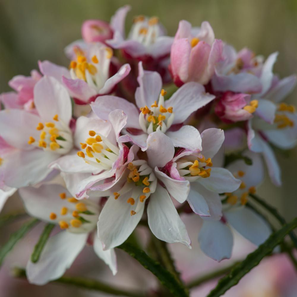 Oranger du Mexique, Choisya ternata 'Apple Blossom' main product photo