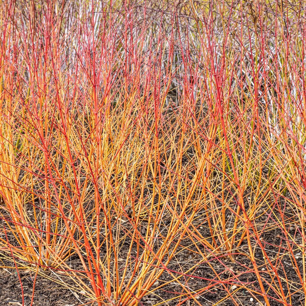 Cornus sanguinea WINTER FLAME ® Anny main product photo