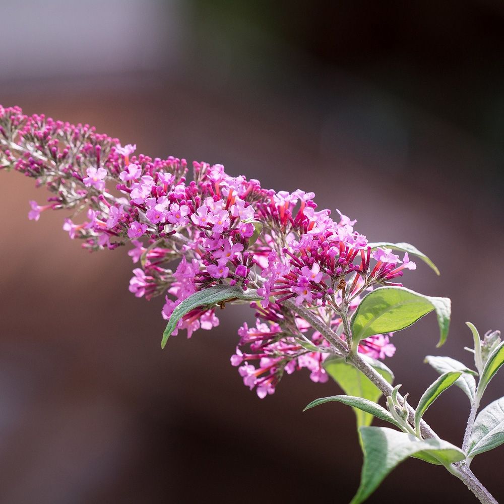 Arbre aux papillons, buddleia ou Buddleja davidii Pink Delight main product photo