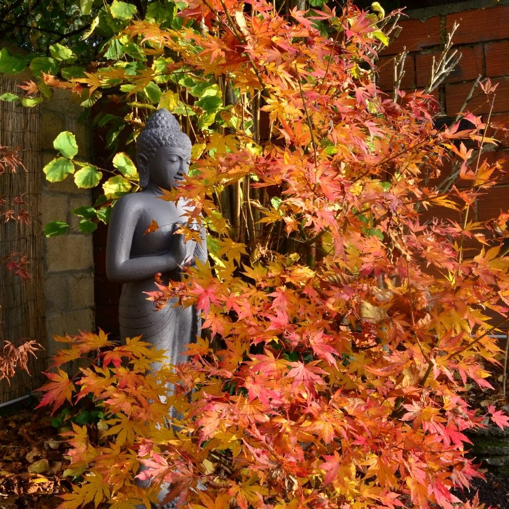 Erable du Japon ou Acer palmatum Orange Dream main product photo