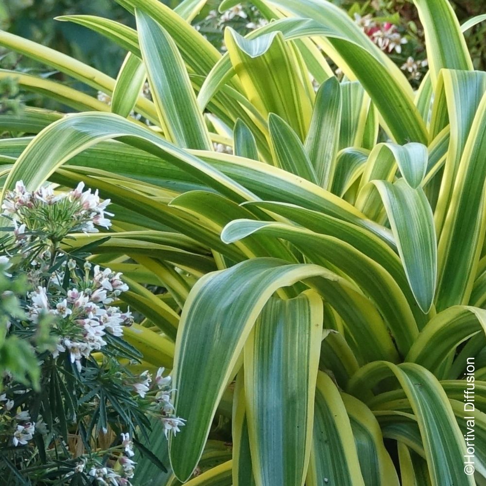 Agapanthe Zambezi main product photo