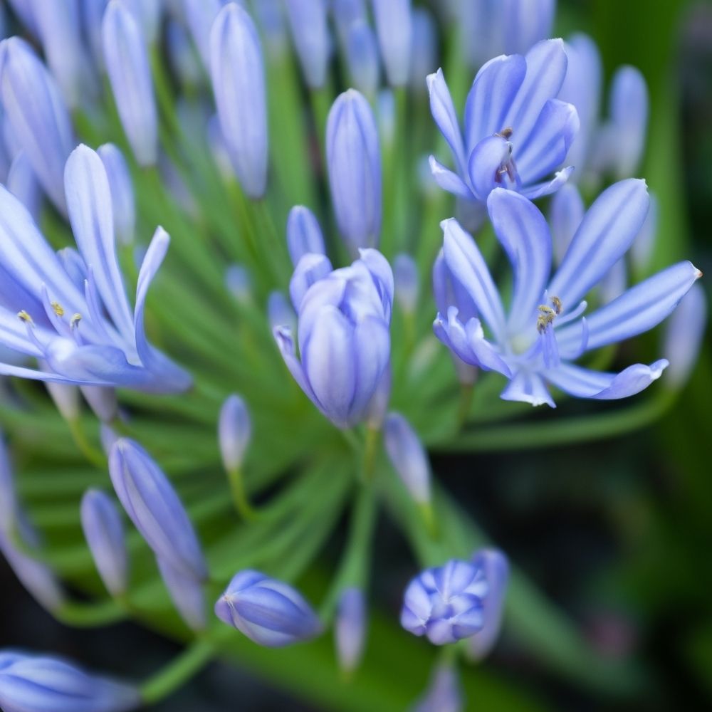 Agapanthe Charlotte main product photo