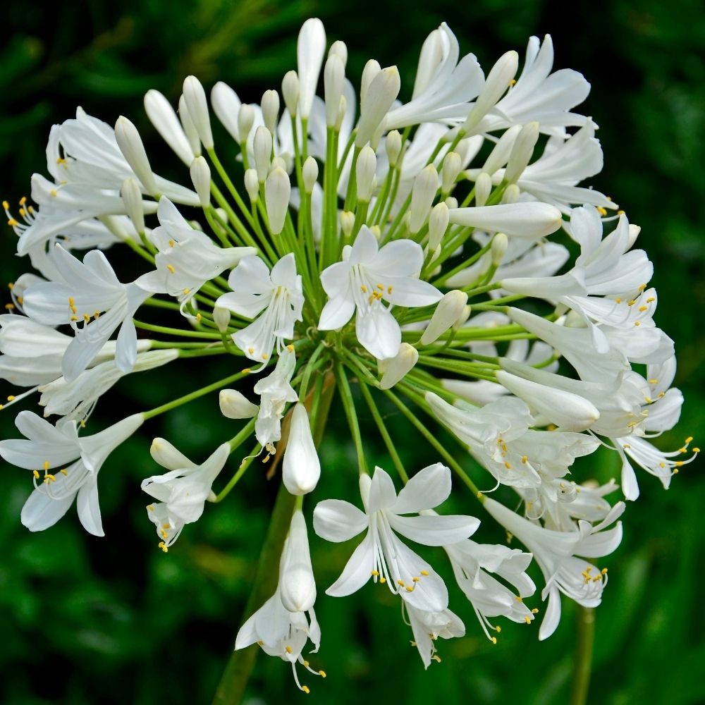 Agapanthe Ever White main product photo
