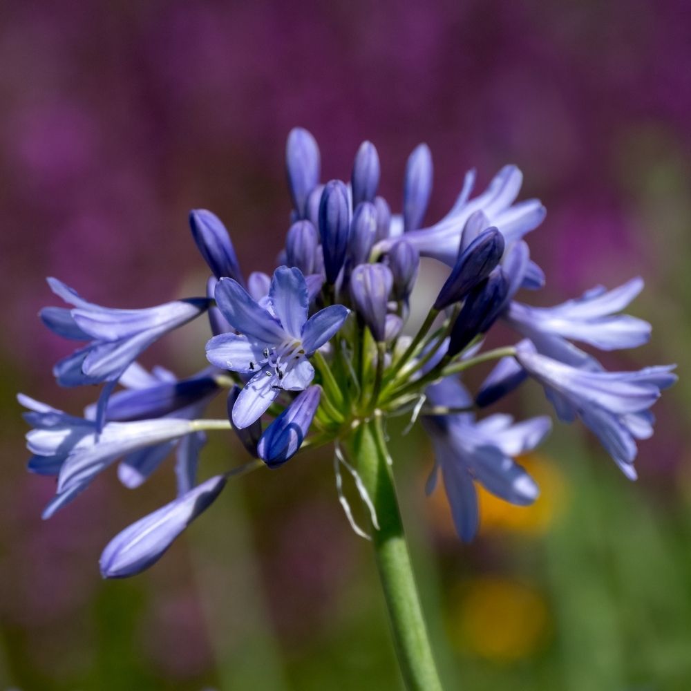 Agapanthe Intermedius main product photo