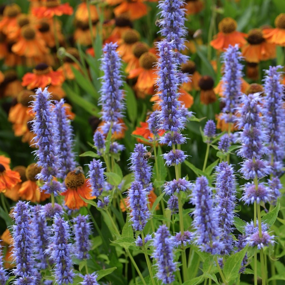 Agastache Blue Fortune main product photo