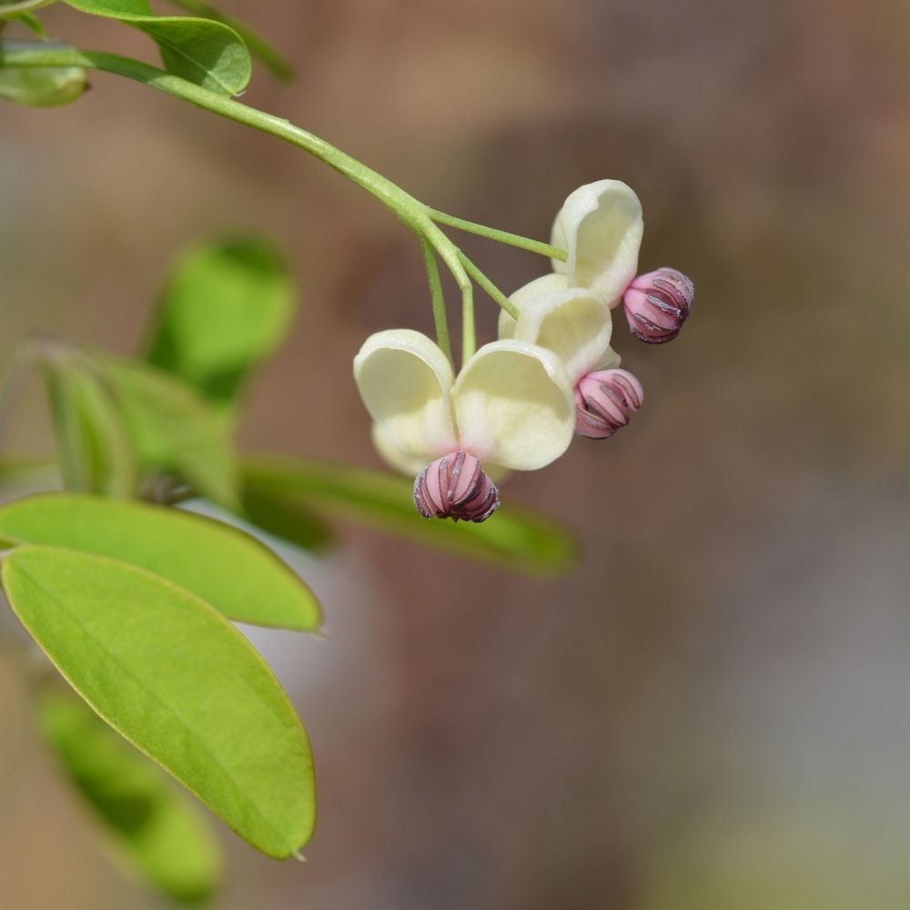 Akebia quinata Silver Bells, Akébie à cinq feuilles main product photo