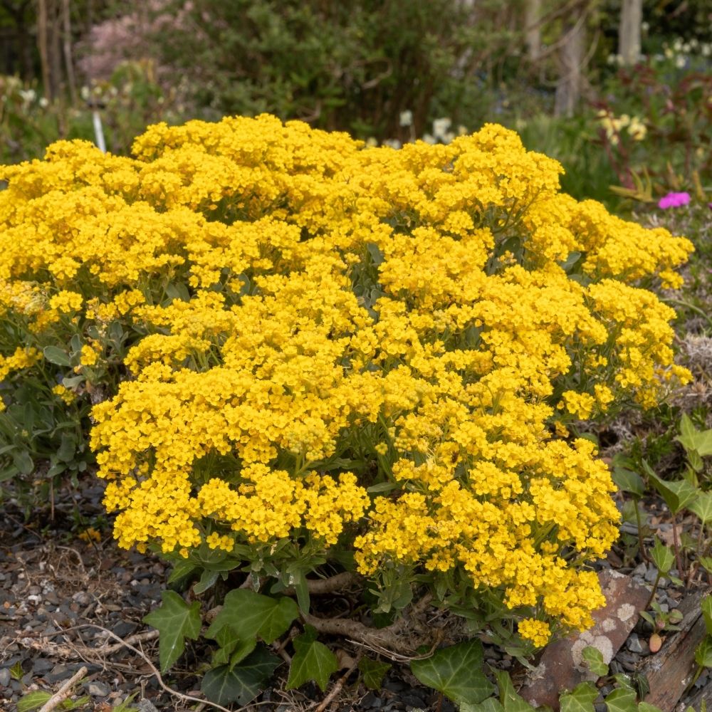 Corbeille d'or à fleurs jaunes main product photo